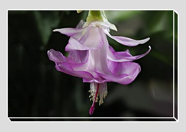 canvas print - (Christmas Cactus 3 HV) - 8"x12"