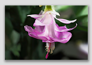 canvas print - (Christmas Cactus 3 HV) - 12"x18"