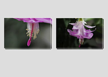 Both canvas prints - (Christmas Cactus 3) - 8"x12" each