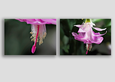 Both canvas prints - (Christmas Cactus 3) - 12"x18" each