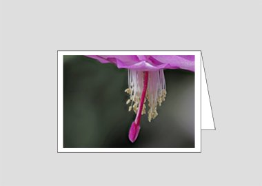 Fine art greeting card - (Christmas Cactus 3 HBV) – 4.5″x6.25″