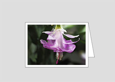 Fine art greeting card - (Christmas Cactus 3 HV) – 4.5″x6.25″