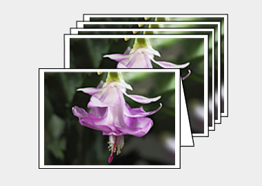 Package of 5 greeting cards - (Christmas Cactus 3 HV) – 4.5″x6.25″