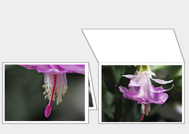 Fine art greeting card - (Christmas Cactus 3) – 4.5″x6.25″