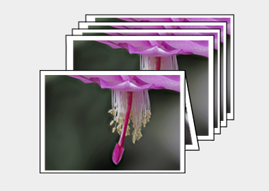 Package of 5 greeting cards - (Christmas Cactus 3) – 4.5″x6.25″