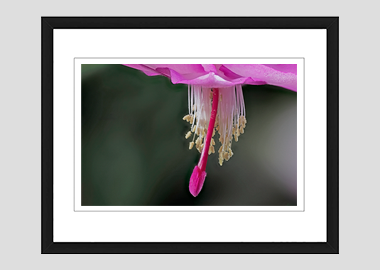 framed print - (Christmas Cactus 2 HBV) - 8"x10"