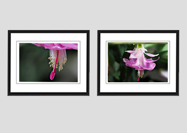 Both framed prints - (Christmas Cactus 3) - 8"x10" each