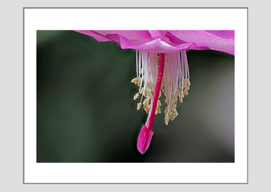 matted print - (Christmas Cactus 3 HBV) - 11"x14"