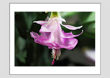 matted print - (Christmas Cactus 3 HV) - 11"x14"