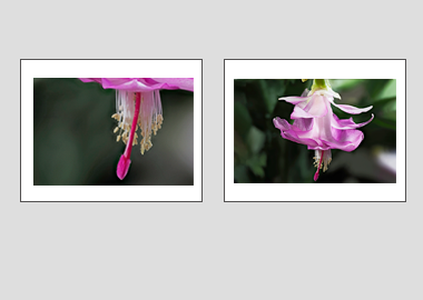 Both matted prints - (Christmas Cactus 3) - 11"x14" each