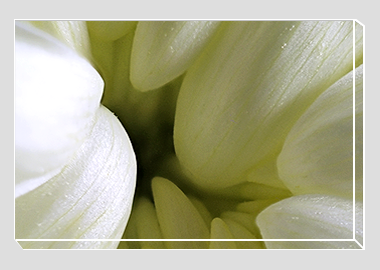 canvas print - (Chrysanthemum HBV) - 8"x12"