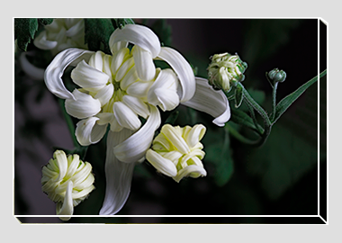 canvas print - (Chrysanthemum HV) - 8"x12"