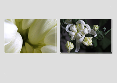 Both canvas prints - (Chrysanthemum) - 8"x12" each