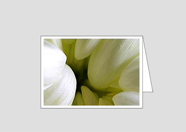 Fine art greeting card - (Chrysanthemum HBV) – 4.5″x6.25″