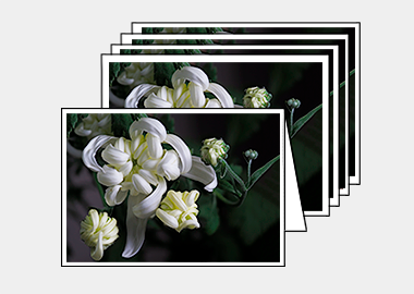 Package of 5 greeting cards - (Chrysanthemum HV) – 4.5″x6.25″