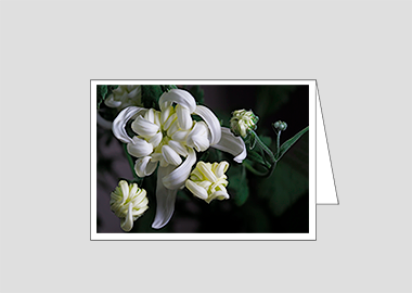 Fine art greeting card - (Chrysanthemum HV) – 4.5″x6.25″