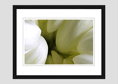 framed print - (Chrysanthemum HBV) - 8"x10"