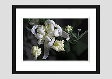framed print - (Chrysanthemum HV) - 8"x10"