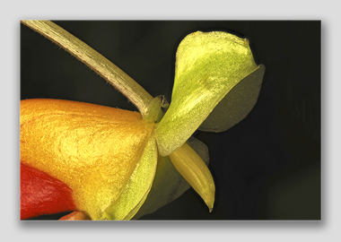 canvas print - (Congo Cockatoo HBV) - 8"x12"