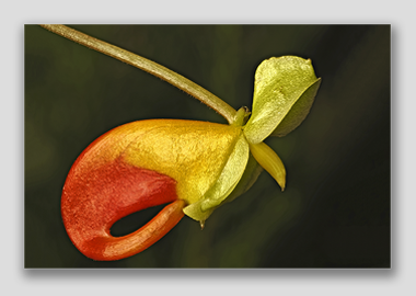 canvas print - (Congo Cockatoo HV) - 8"x12"