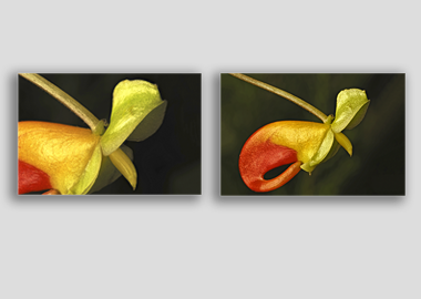 Both canvas prints - (Congo Cockatoo) - 8"x12" each