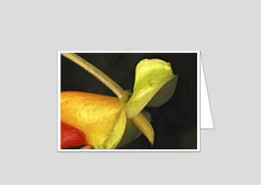 Fine art greeting card - (Congo Cockatoo HBV) – 4.5″x6.25″