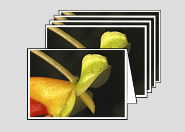 Package of 5 greeting cards - (Congo Cockatoo HBV) – 4.5″x6.25″