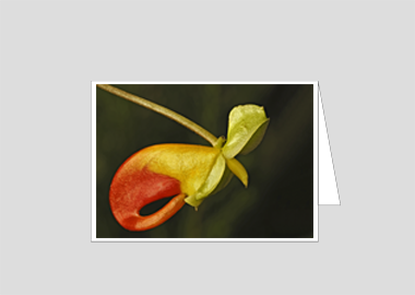 Fine art greeting card - (Congo Cockatoo HV) – 4.5″x6.25″