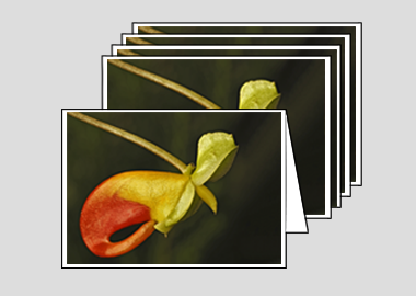 Package of 5 greeting cards - (Congo Cockatoo HV) – 4.5″x6.25″