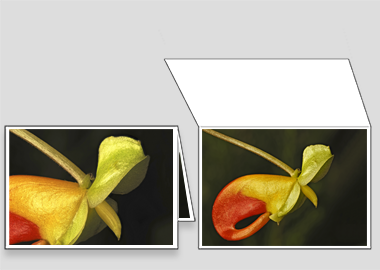 Fine art greeting card - (Congo Cockatoo) – 4.5″x6.25″