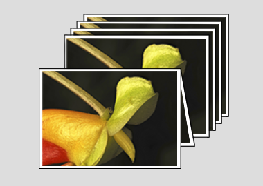 Package of 5 greeting cards - (Congo Cockatoo) – 4.5″x6.25″