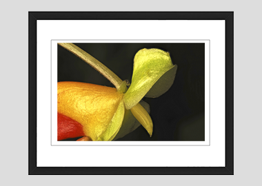 framed print - (Congo Cockatoo HBV) - 8"x10"