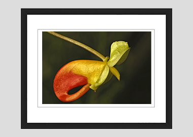 framed print - (Congo Cockatoo HV) - 8"x10"