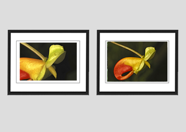 Both framed prints - (Congo Cockatoo) - 8"x10" each