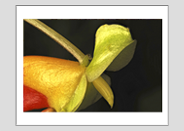 matted print - (Congo Cockatoo HBV) - 11"x14"