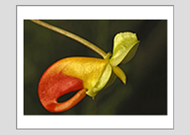 matted print - (Congo Cockatoo HV) - 11"x14"