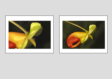 Both matted prints - (Congo Cockatoo) - 11"x14" each