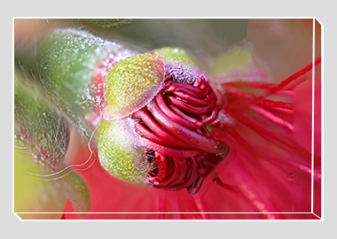 canvas print - (Crimson Bottle Brush HBV) - 8"x12"