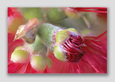 canvas print - (Crimson Bottle Brush HBV) - 8"x12"