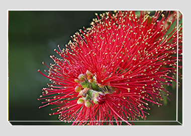 canvas print - (Crimson Bottle Brush HV) - 8"x12"