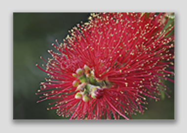 canvas print - (Crimson Bottle Brush HV) - 12"x18"