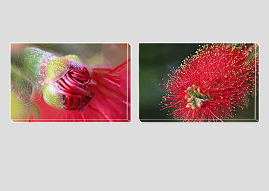 Both canvas prints - (Crimson Bottle Brush) - 8"x12" each