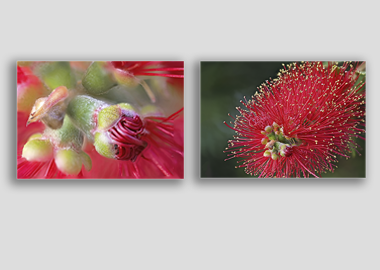 Both canvas prints - (Crimson Bottle Brush) - 8"x12" each