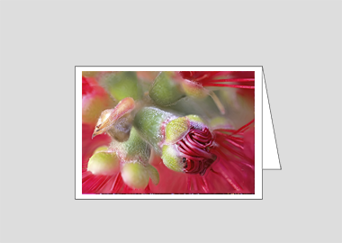 Fine art greeting card - (Crimson Bottle Brush HBV) – 4.5″x6.25″
