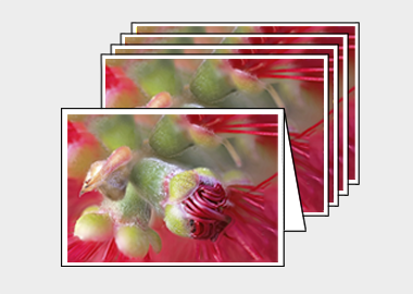 Package of 5 greeting cards - (Crimson Bottle Brush HBV) – 4.5″x6.25″
