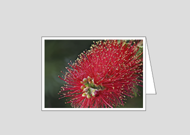Fine art greeting card - (Crimson Bottle Brush HV) – 4.5″x6.25″