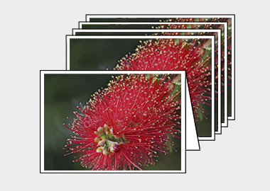 Package of 5 greeting cards - (Crimson Bottle Brush HV) – 4.5″x6.25″