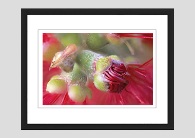 framed print - (Crimson Bottle Brush HBV) - 8"x10"