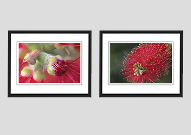 Both framed prints - (Crimson Bottle Brush) - 8"x10" each