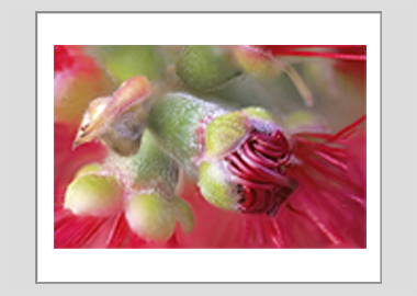matted print - (Crimson Bottle Brush HBV) - 11"x14"